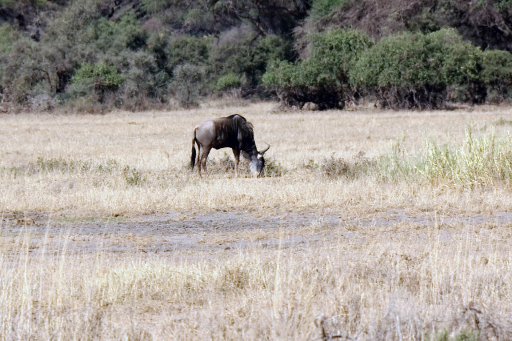 Kenia (131).jpg